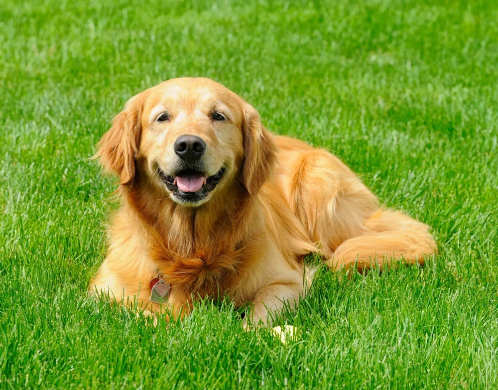 🌱2026 Evergreen Dwarf Grass Seed for Four Seasons